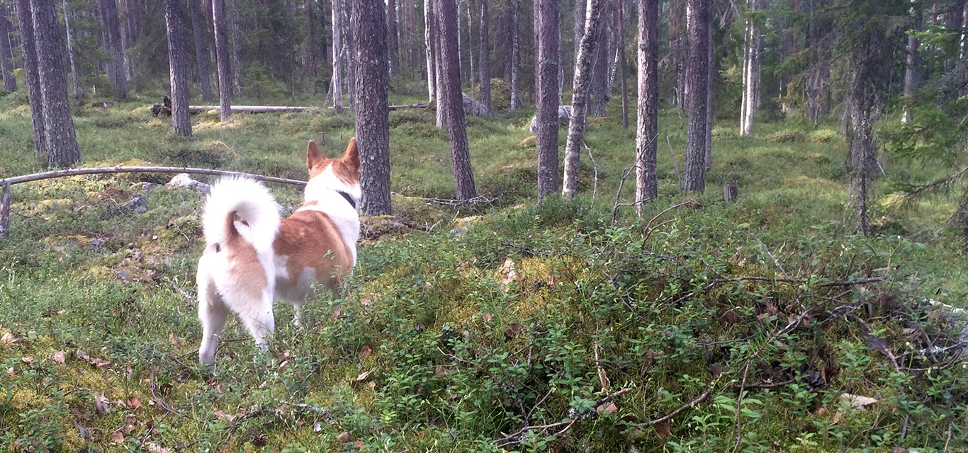 <h3>Scandinavian hunting for birds </h3> <p dir=LTR align=JUSTIFY>Our dogs localize the bird, start barking and pointing the nose at the bird, to show where it is and to divert the bird from the hunter who is advancing the bird with scoped rifle.</p> <p><a class=btn-squared href=../../../en/game-hunting-with-barking-dogs>I want to know more about hunting with barking dogs</a></p>