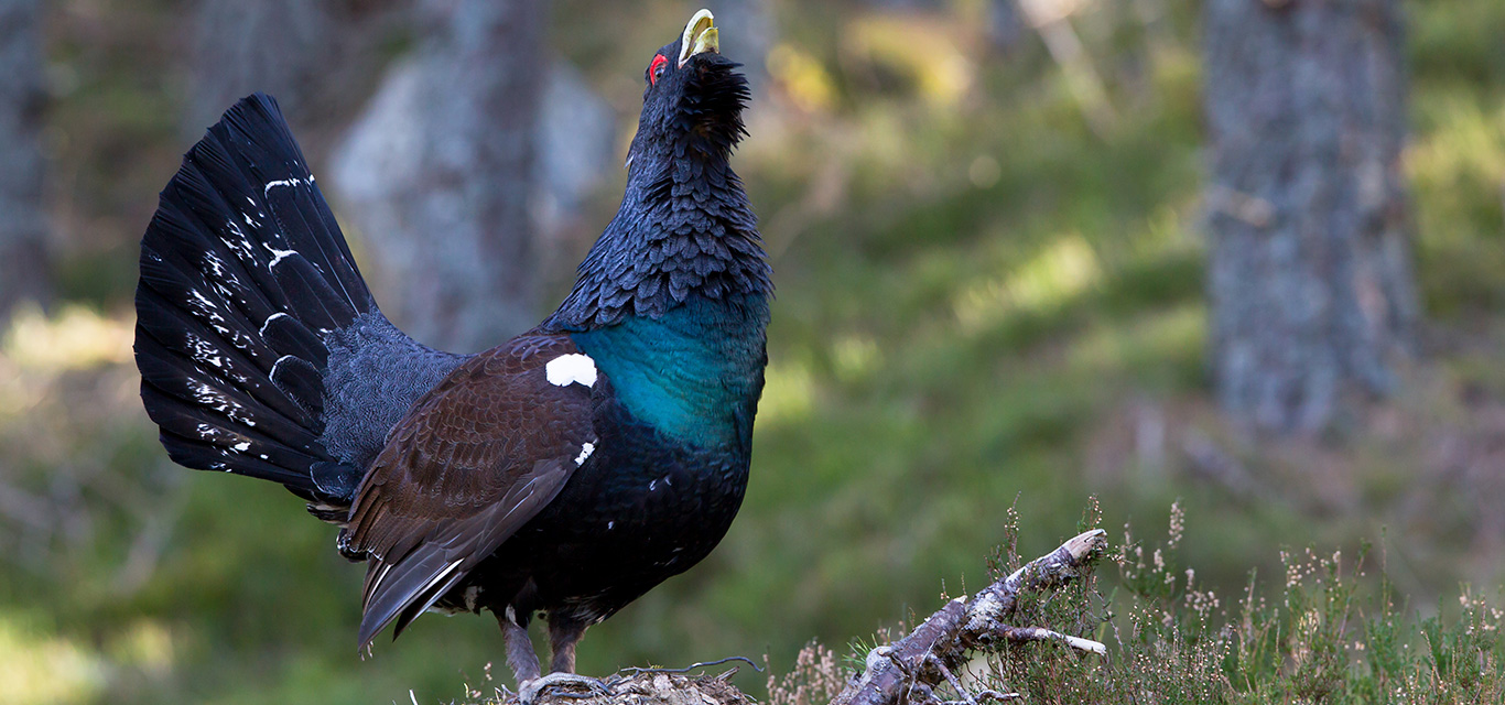 King of the woodlands - the Capercaillie