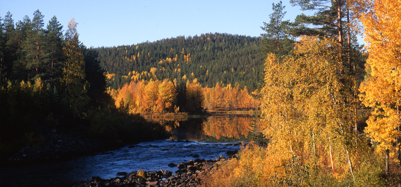 The Råne River